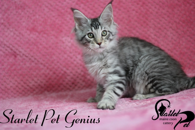 Starlet Pet Genius - maine-coon