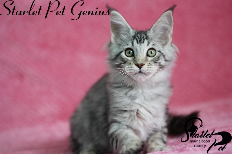 Starlet Pet Genius - maine-coon