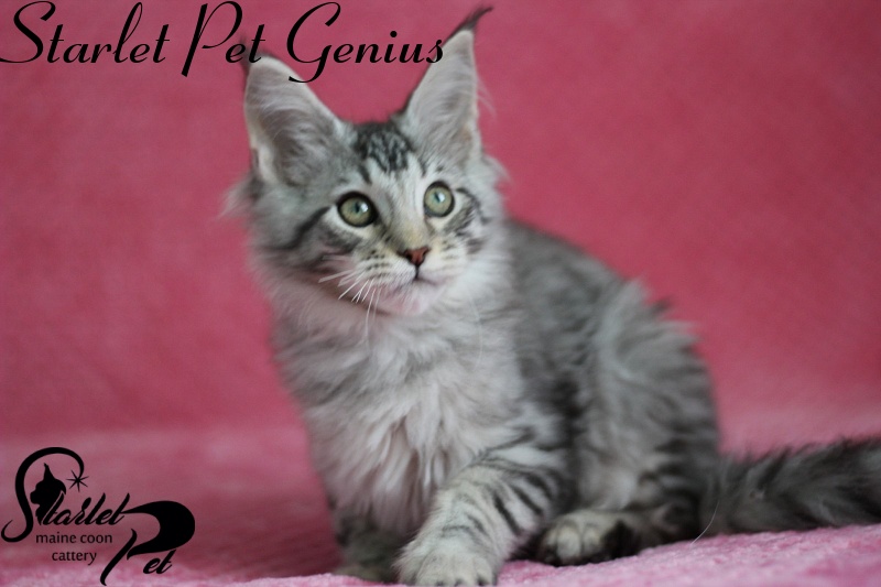 Starlet Pet Genius - maine-coon