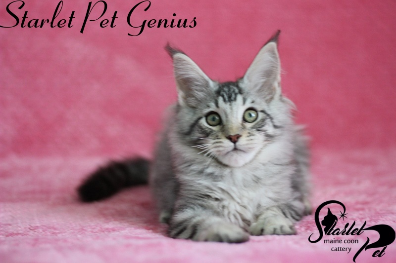 Starlet Pet Genius - maine-coon