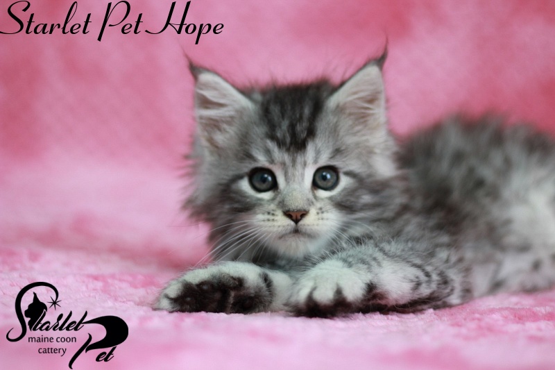 Starlet Pet Hope - maine-coon
