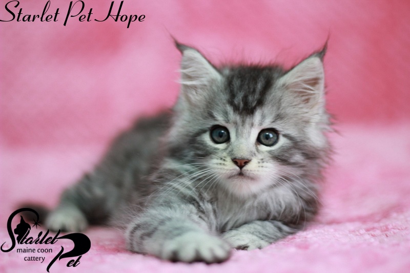 Starlet Pet Hope - maine-coon