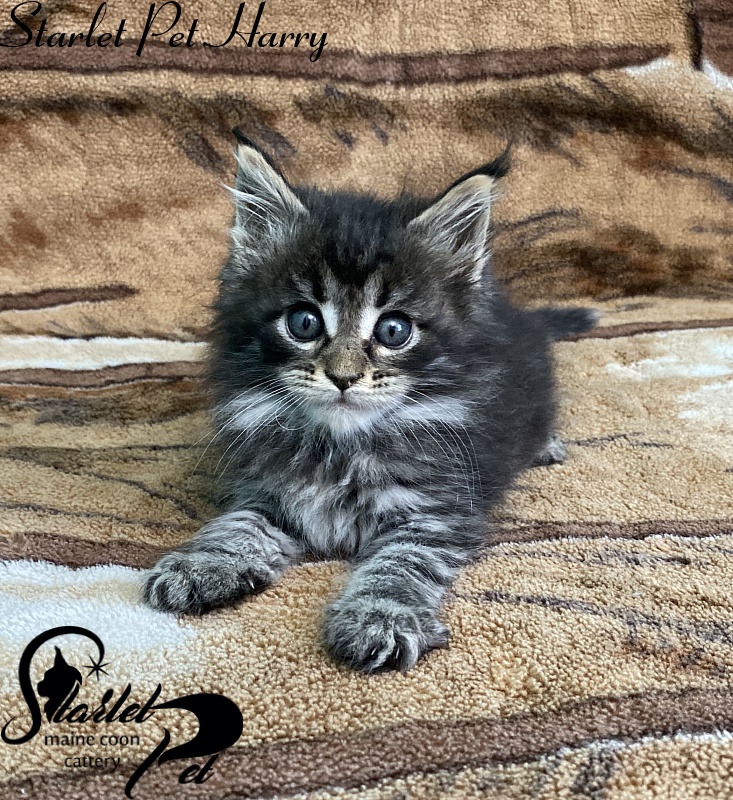 Starlet Pet Harry - Kitten maine-coon 1 month 2 weeks