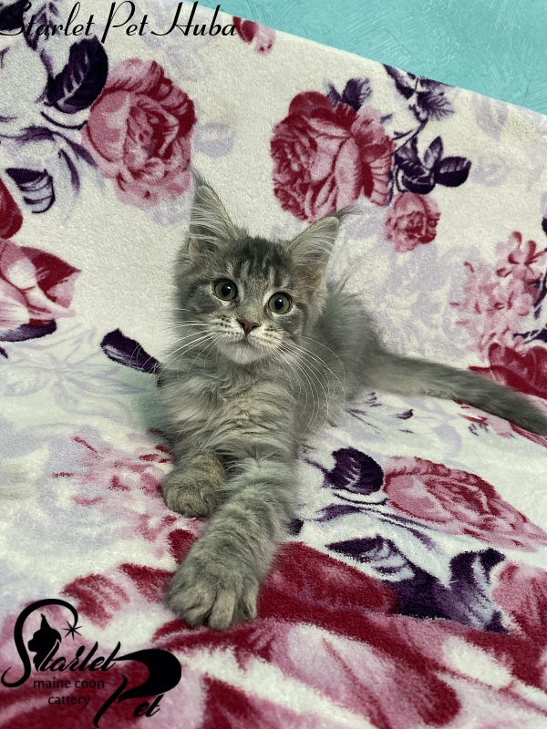 Starlet Pet Huba - maine-coon