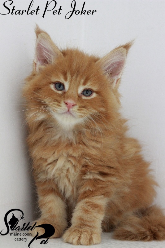 Starlet Pet Joker - maine-coon