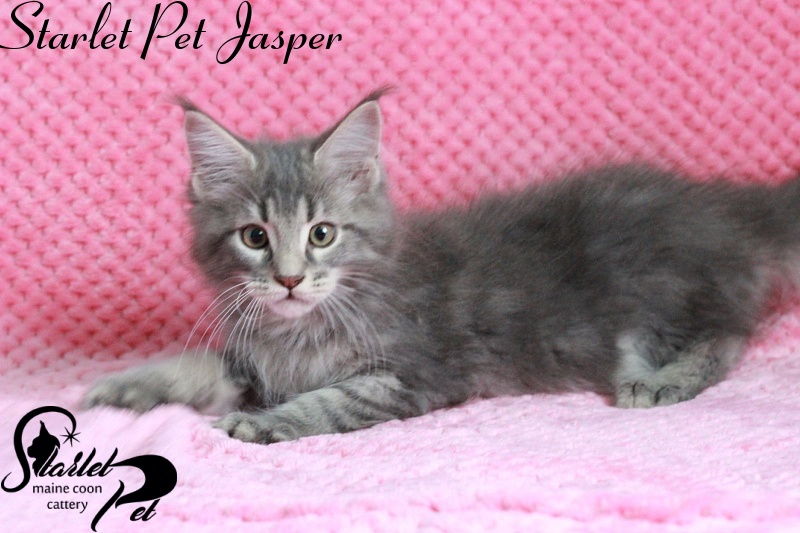 Starlet Pet Jasper - maine-coon