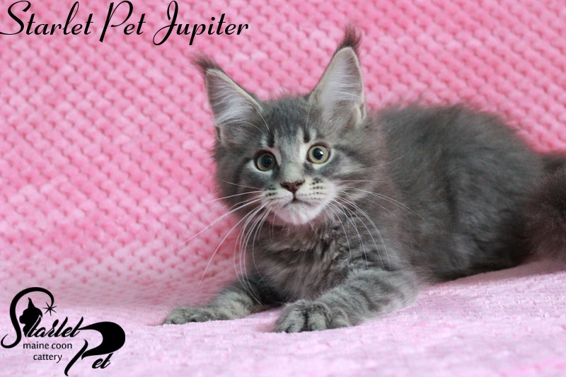 Starlet Pet Jupiter - maine-coon