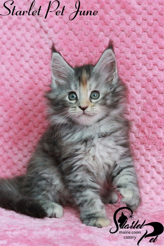 Starlet Pet June - мейн-кун