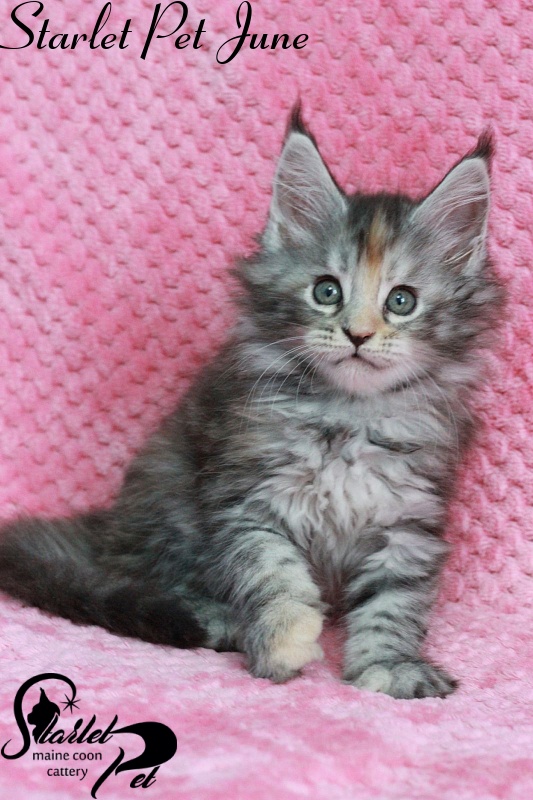 Starlet Pet June - мейн-кун