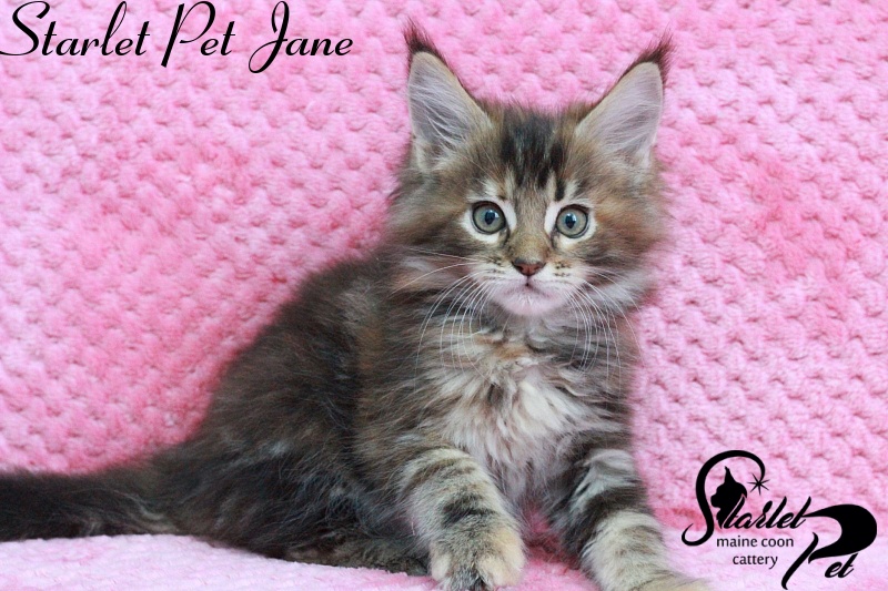 Starlet Pet Jane - maine-coon