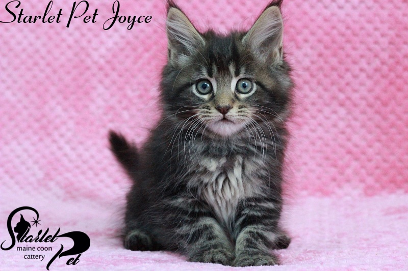Starlet Pet Joyce - maine-coon