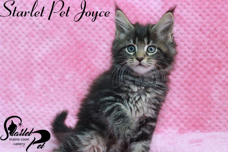 Starlet Pet Joyce - maine-coon
