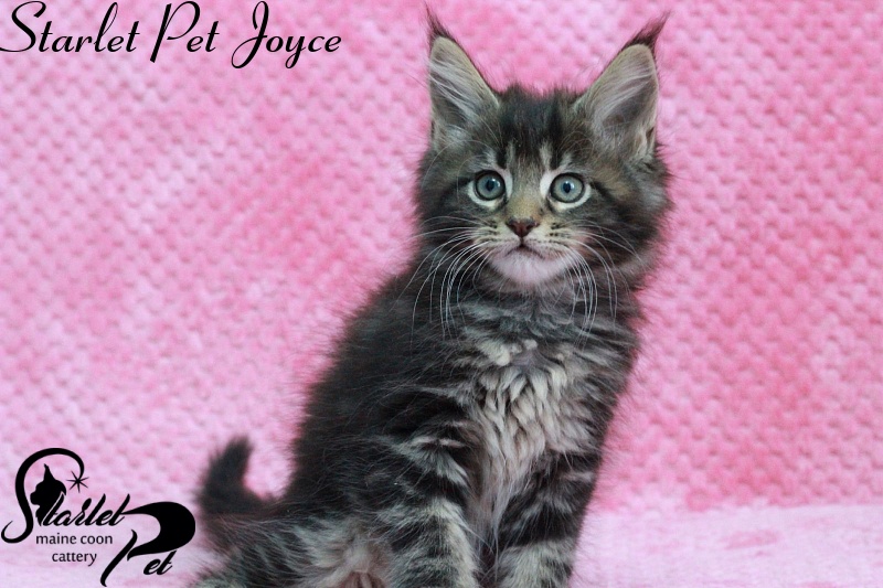 Starlet Pet Joyce - maine-coon