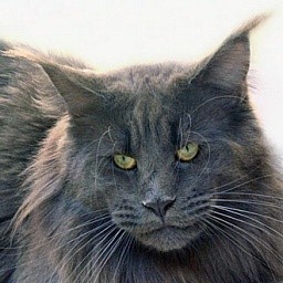 Langstteich's El Corazón