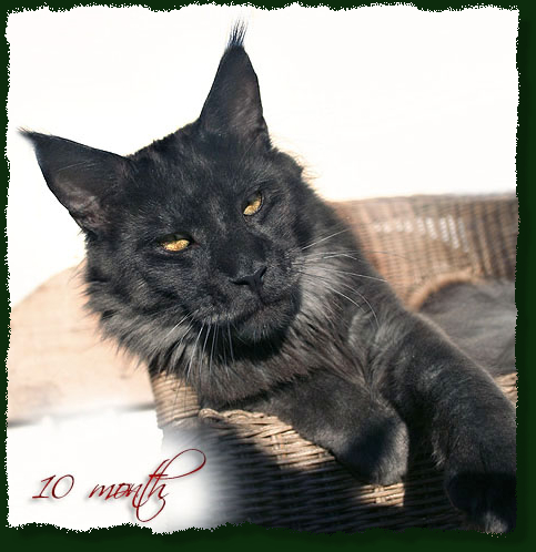 Mainefield's You Are My Inspiration - maine-coon 12/10/2010
