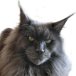 Q's Blue Bear of Magic Love