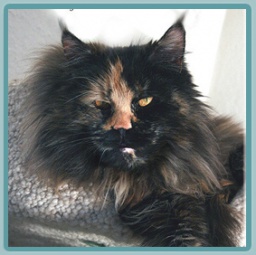 Summerplace Tessa - maine-coon