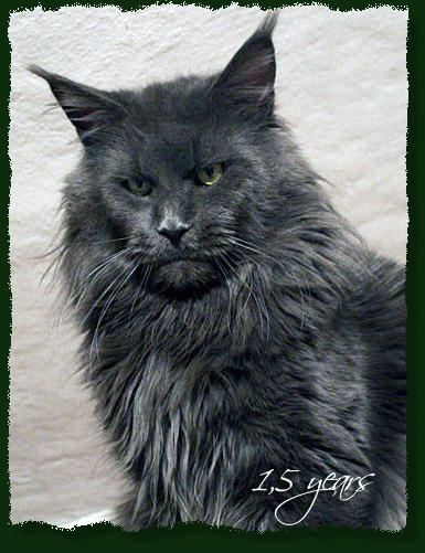 Mainefield's Still Got The Blues - maine-coon 01/15/2011