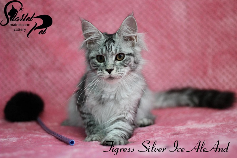Tigress Silver Ice AleAnd - maine-coon