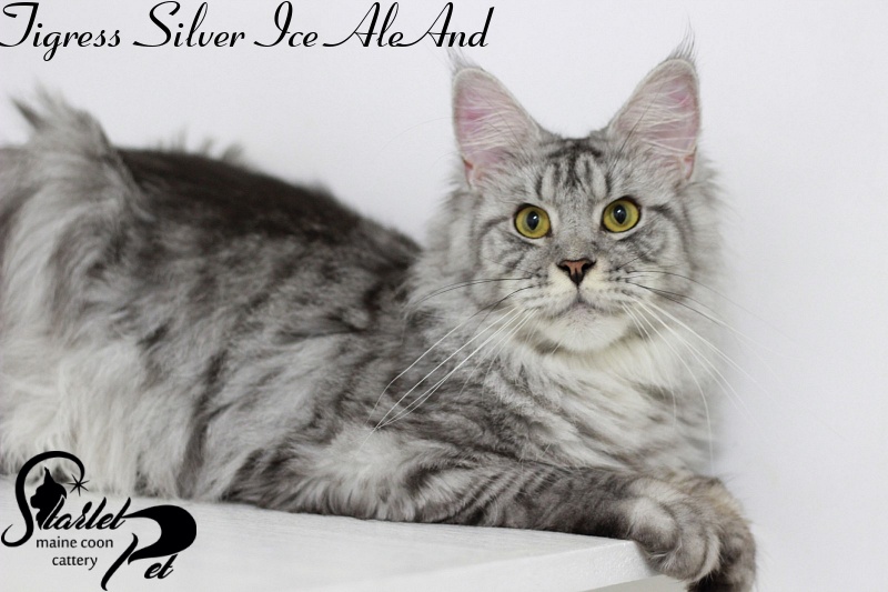 Tigress Silver Ice AleAnd - maine-coon