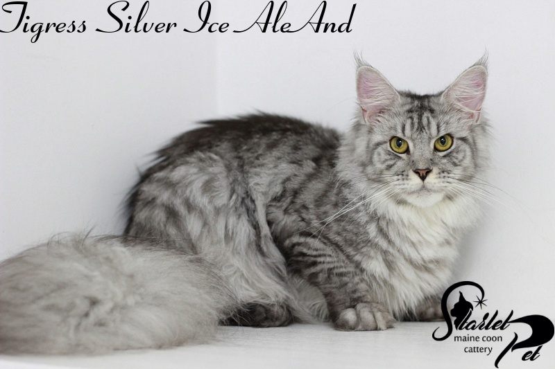 Tigress Silver Ice AleAnd - maine-coon
