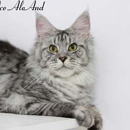 Tigress Silver Ice AleAnd