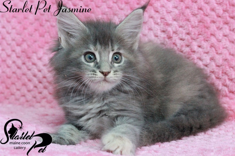 Starlet Pet Jasmine - maine-coon