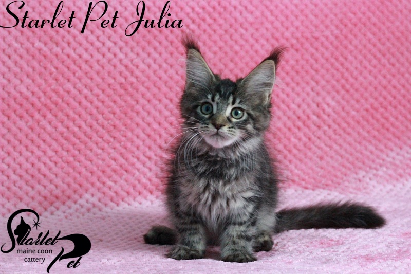 Starlet Pet Julia - maine-coon