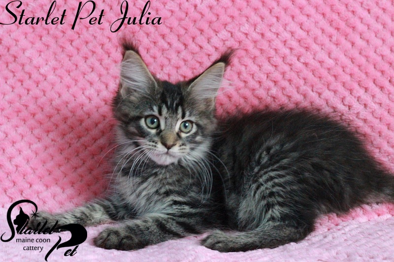 Starlet Pet Julia - maine-coon