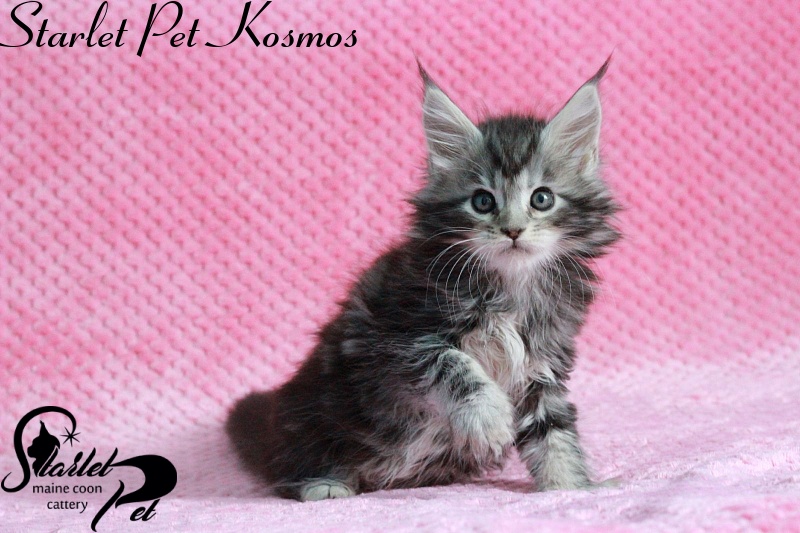 Starlet Pet Kosmos - maine-coon