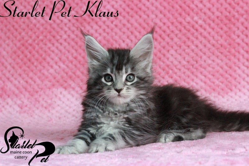 Starlet Pet Klaus - maine-coon