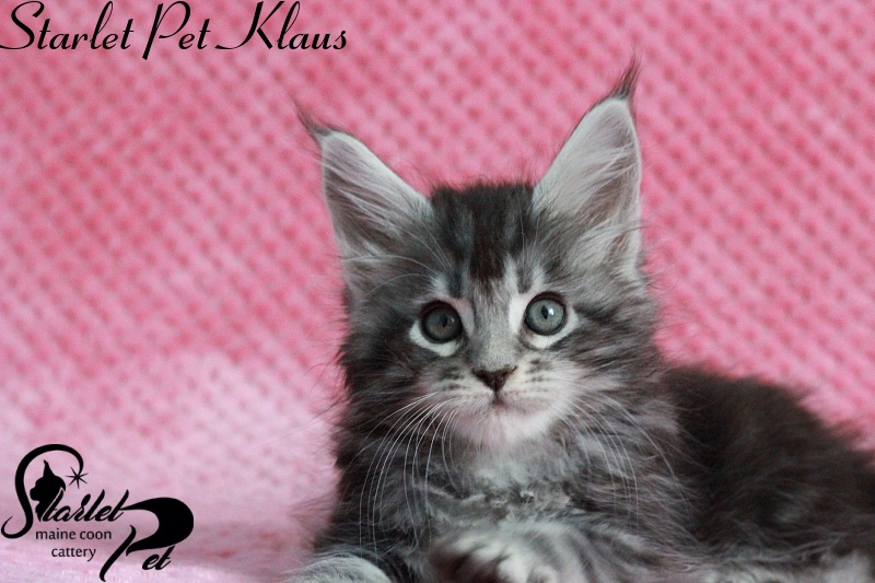 Starlet Pet Klaus - maine-coon