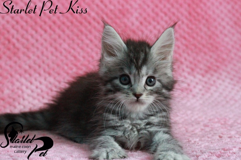 Starlet Pet Kiss - maine-coon