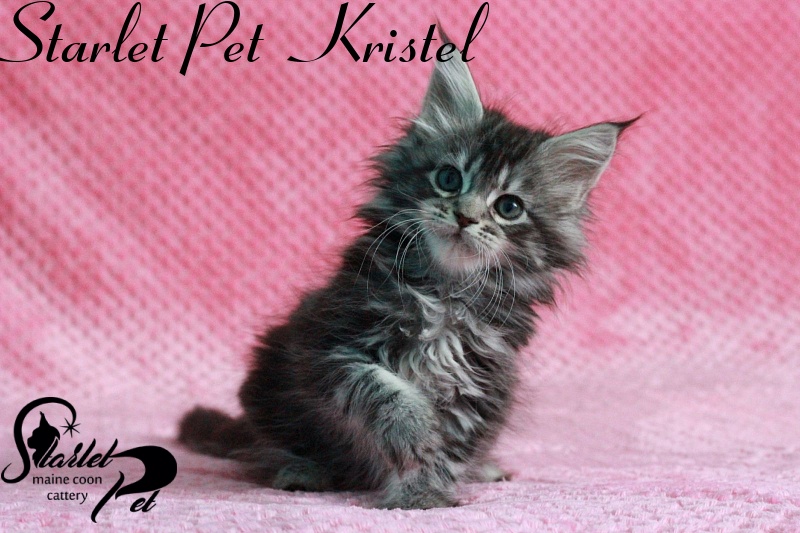 Starlet Pet Kristal - maine-coon