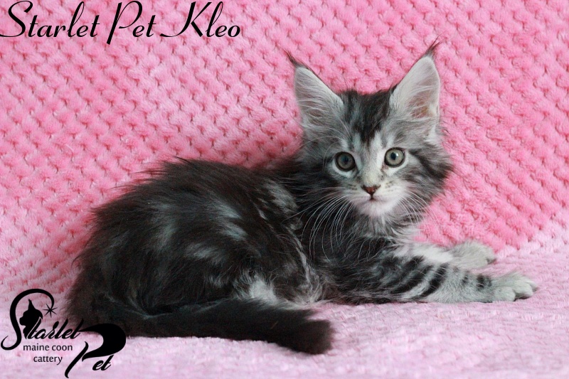 Starlet Pet Kleo - maine-coon