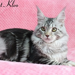Starlet Pet Kleo