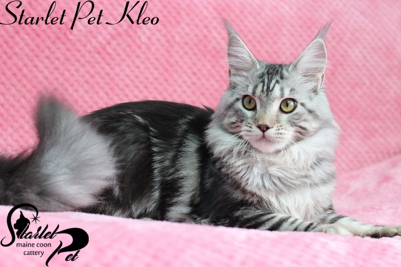 Starlet Pet Kleo - maine-coon