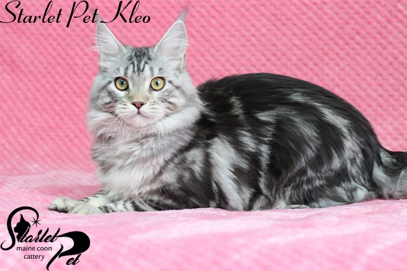 Starlet Pet Kleo - maine-coon