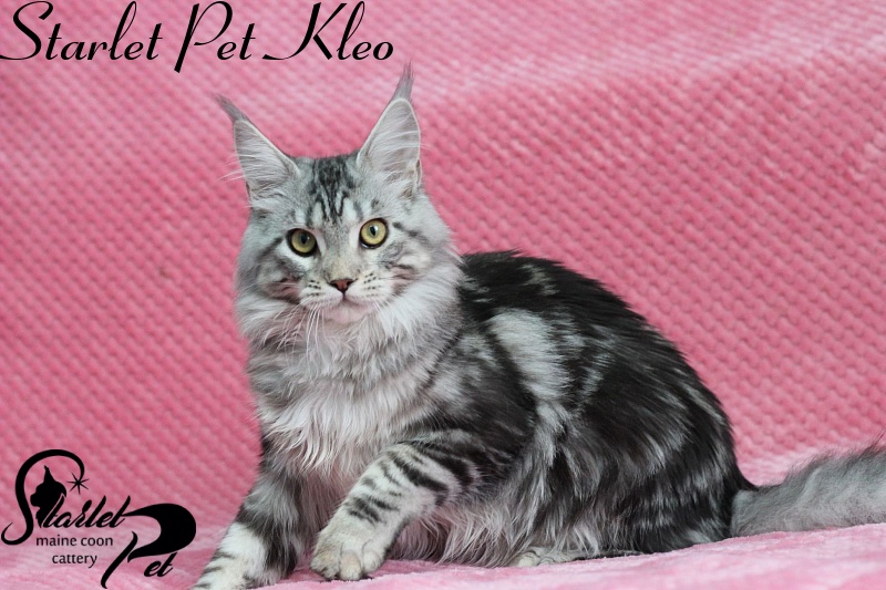 Starlet Pet Kleo - maine-coon