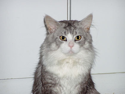 Diabolo Duch Ekstazy - maine-coon
