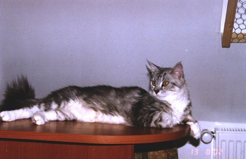 Atena Ewjatar - maine-coon