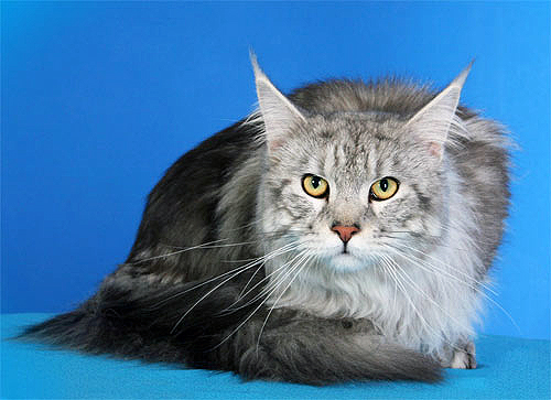 Hejko Cooni-Gaj - maine-coon