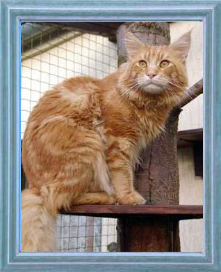 Moulin'Crecy Tennessee - maine-coon