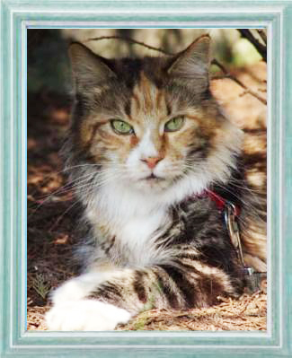 Love Hulen's Framby - maine-coon