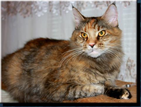 Bijou Bastet Nights - maine-coon