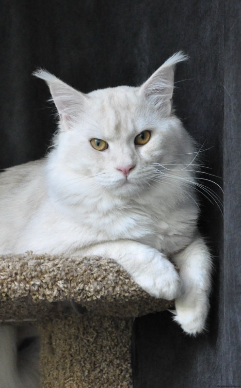 Cardinal Maryland - maine-coon