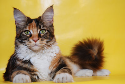 Bellacoon's Orchidee - maine-coon