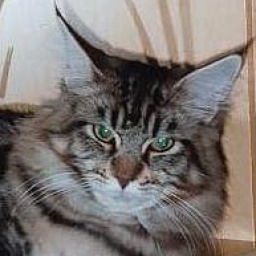 Guldfakse's Mahogany