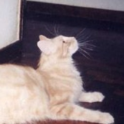 Lillycoon De Sephora