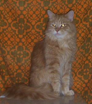 Lillycoon's Funny Girl - Adult maine-coon 2 years 5 months 2.5 weeks